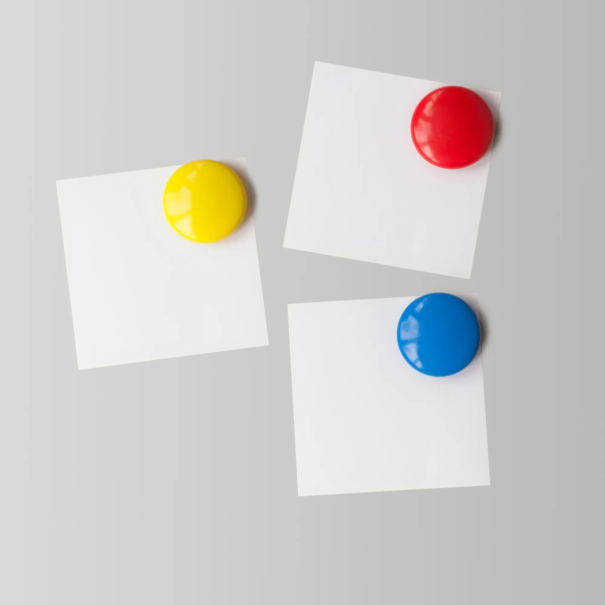 Parrot Standard Moulded Button Magnets 40mm Assorted 4 Pack - Image 5